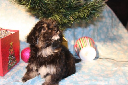 havanese-puppies